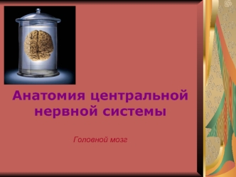 Анатомия центральной нервной системы. Головной мозг