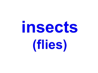 Insects (flies)