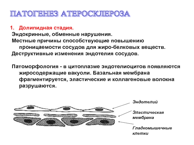 Характерный симптом при атеросклерозе артерий тест. Характеристика долипидной стадии атеросклероза. Стадии атеросклероза характерные признаки. Механизм развития атеросклероза сосудов. Патогенез атеросклероза.