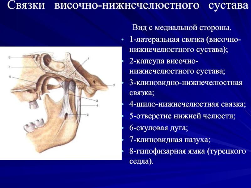 Особенности строения височно нижнечелюстного сустава презентация