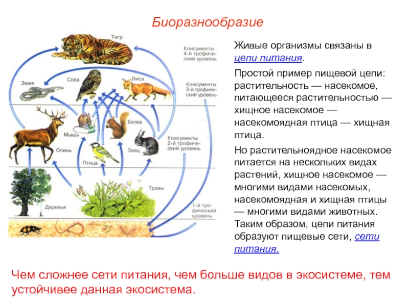 Презентация 11 класс пищевые цепи - 87 фото