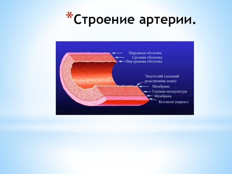 Строение артерии