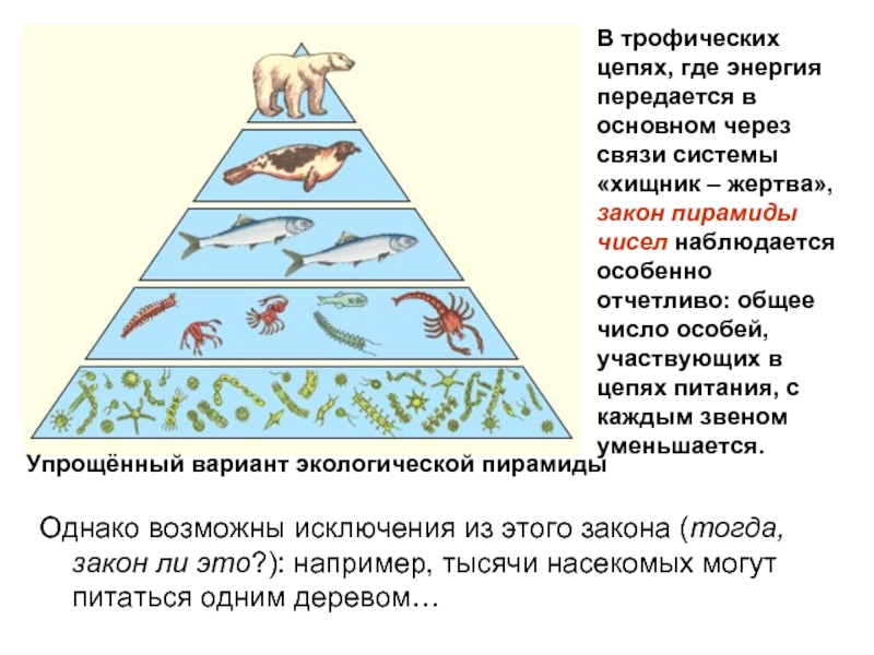 Стрелками на рисунке указано на всех показателей численности биомассы энергии с трофического уровня