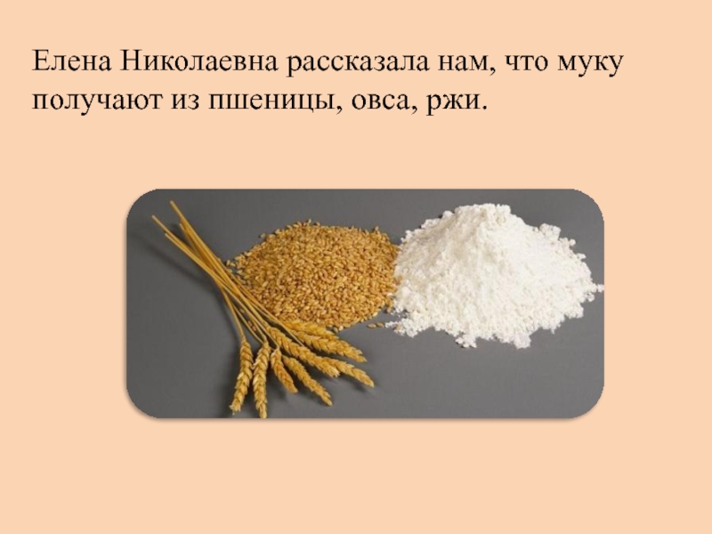 Муки получится. Продукты получаемые из пшеницы. Из чего получают муку. Из пшеницы получают муку. Как получают муку из пшеницы.