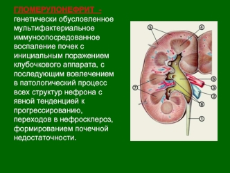 Гломерулонефрит. Этиология постстрептококкового ОГН