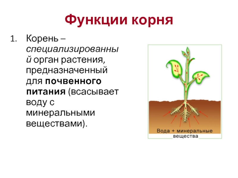 Ответ какой корень