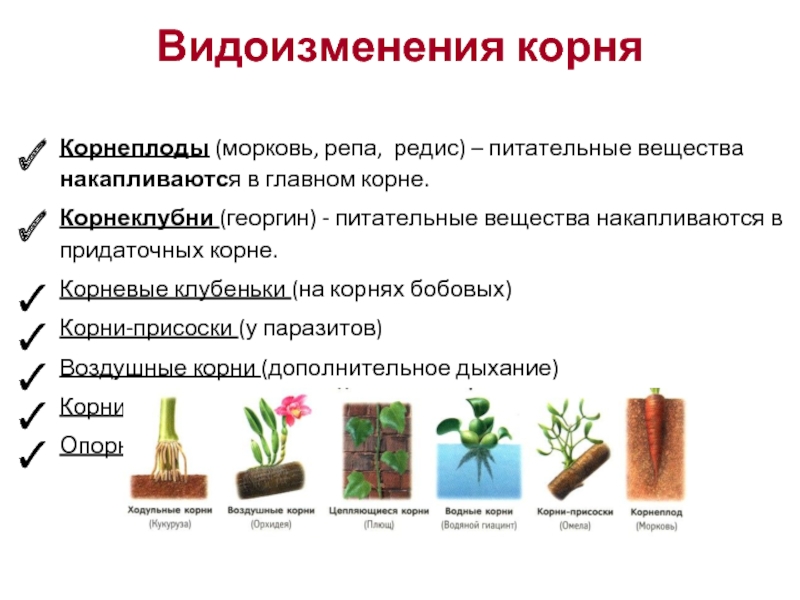 Укажите картинки на которых представлены видоизменения корней