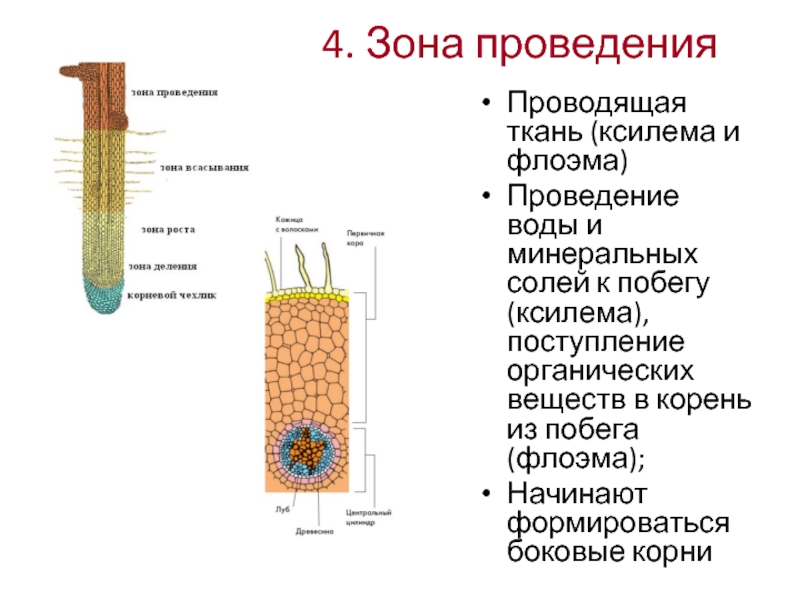 Флоэма корня. Ткани растений флоэма. Функции флоэмы у растений.