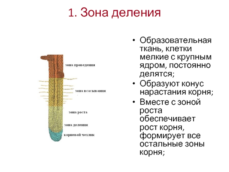 Характерный рост корня