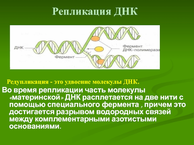 Редупликация днк последовательность