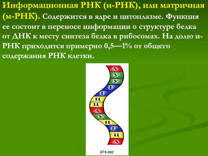Молекула рнк и информация. Информационная или матричная РНК. Информационная РНК. Информационная РНК схема. ИРНК.