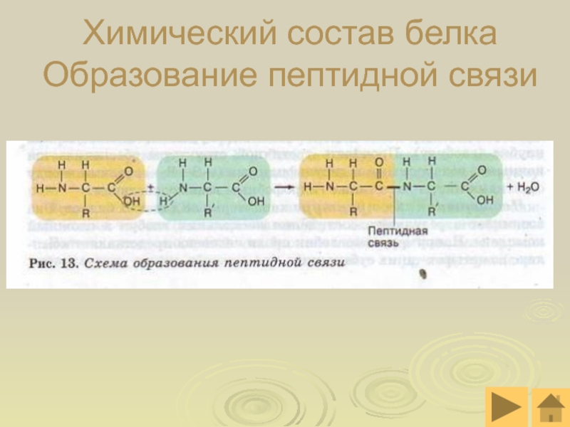 Образование белков. Схема образования белка. Схема образования пептидной связи белка. Мономеры белка, образование пептидной связи. Изобразить схему образования белка.