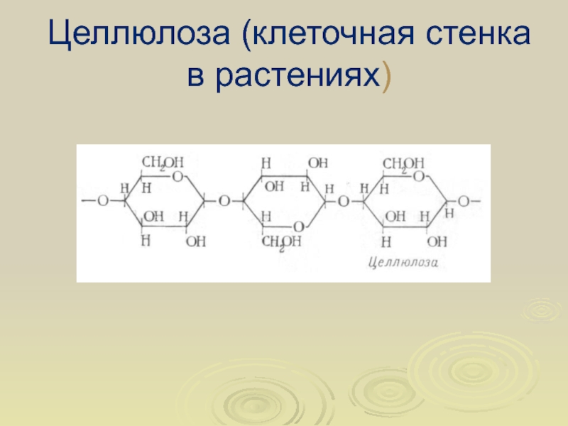 Клеточная оболочка целлюлоза. Целлюлоза. Функция целлюлозы в растительной клетке. Целлюлоза в клеточной стенке.