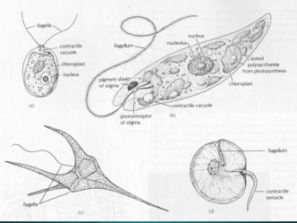 Ряд dinoflagellida. Панцирні прісноводні і морські планктонні джгутикові