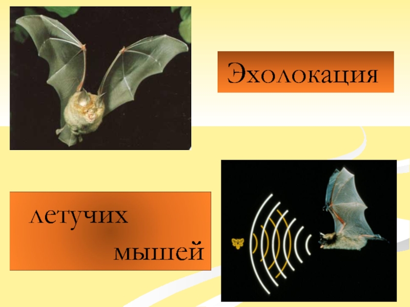 Крылатые эхолокаторы проект