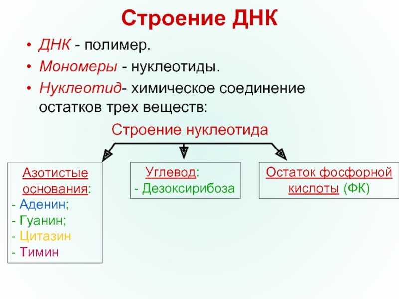 Мономер днк нуклеотид. Строение полимера ДНК. Строение нуклеотида углевод ДНК. Строение мономера ДНК. Строение ДНК полимеры нуклеотиды.