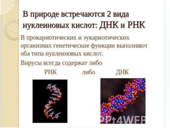 Строение, состав и значение ДНК