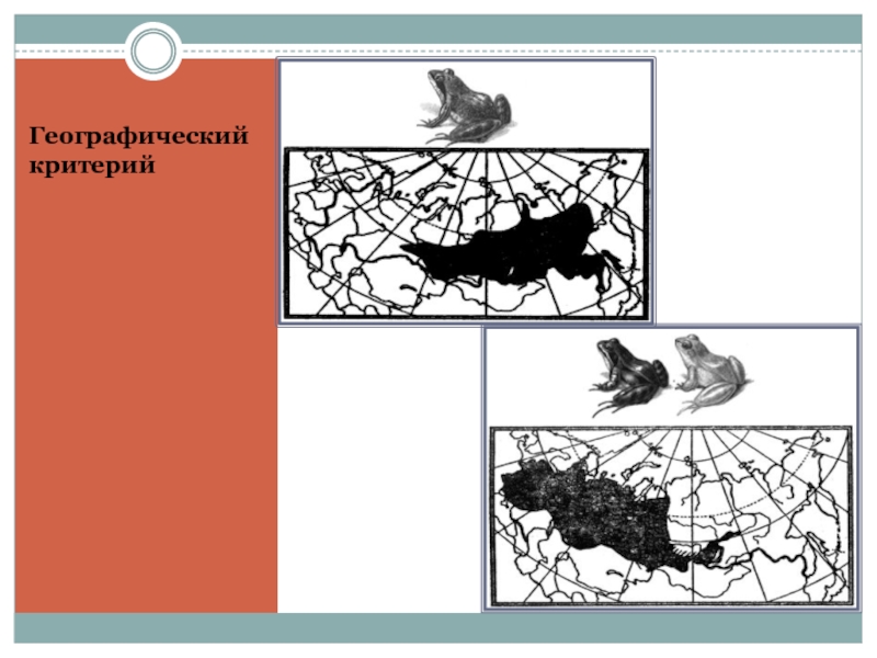 Географический критерий. Эколого-географический критерий вида. Географический критерий вида. Биогеографический критерий вида.