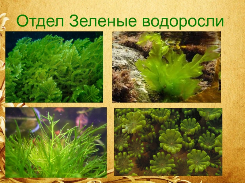 4 отдела водорослей. Отдел зеленые водоросли. Многообразные водоросли зеленые. Зелёные водоросли представители. Отдел зеленые водоросли представители.