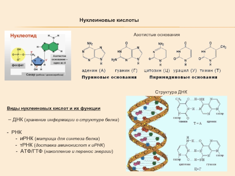 Презентация по теме нуклеиновые кислоты