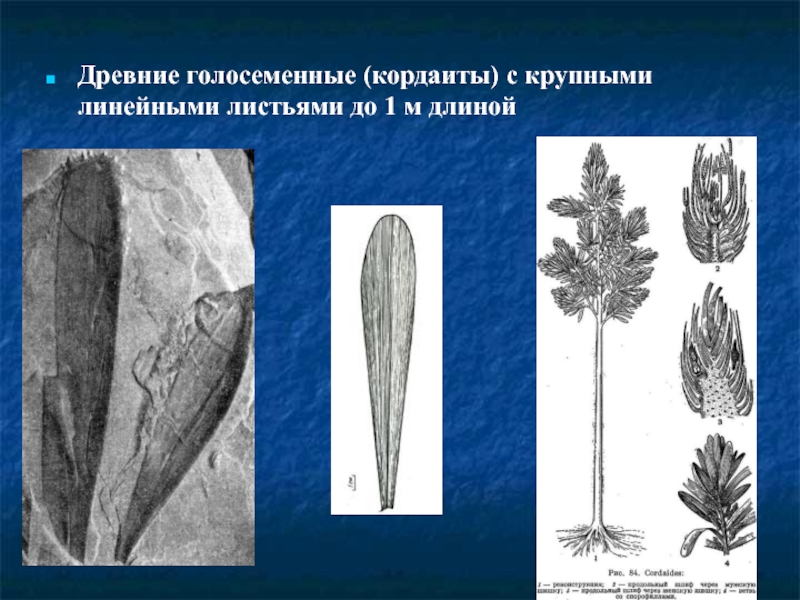 Древние голосеменные растения. Пермский период лес кордаиты. Кордаиты (Cordaitidae). Кордаит растение. Кордаиты вымершие растения.