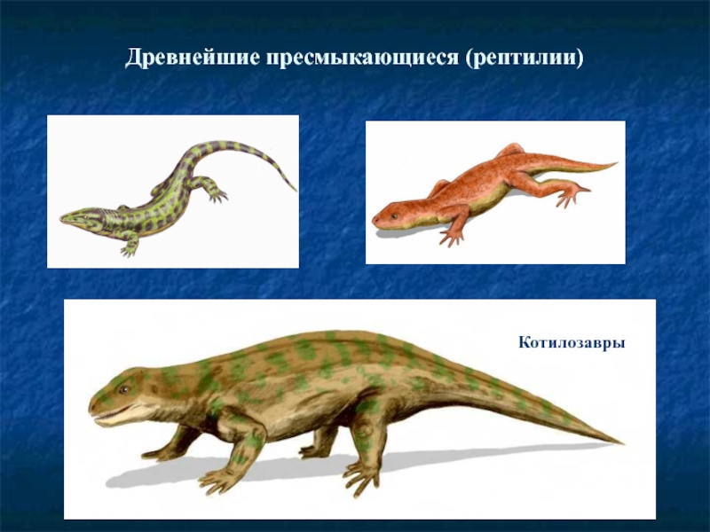 Древним пресмыкающимся является. Рептилии котилозавры. Котилозавры Пермского периода. Древние пресмыкающиеся котилозавры. Котилозавры каменноугольный период.