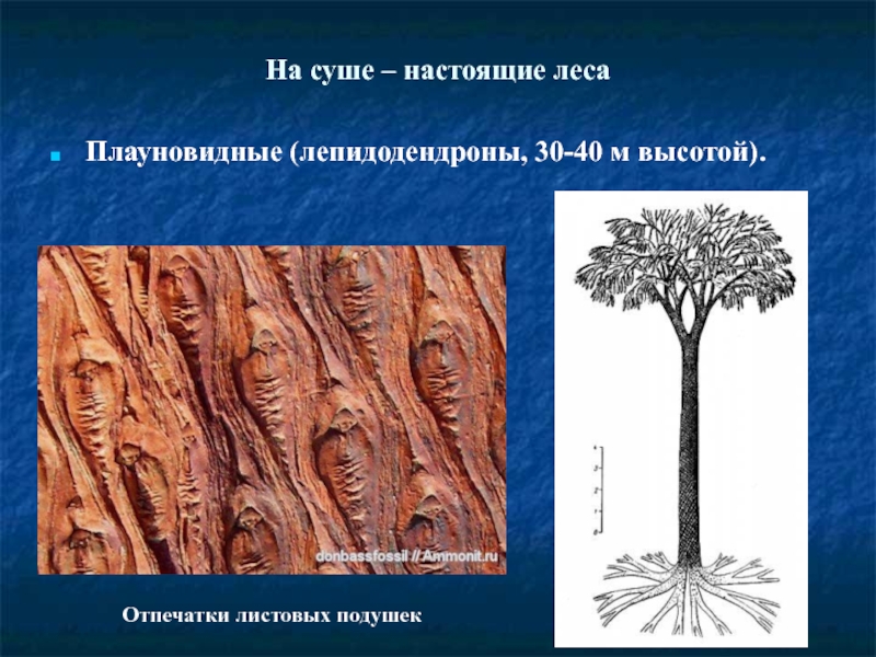 На рисунке изображены отпечатки листьев ствола и реконструкция лепидодендрона рода вымерших