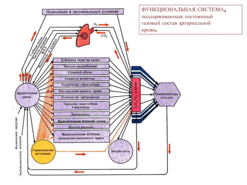 Функциональные системы организма это. Схема функциональная система поддержания артериального давления. Схема функциональной системы регуляции ад. Схема функциональной системы регуляции артериального давления. Функциональная система поддерживающая постоянный газовый состав.