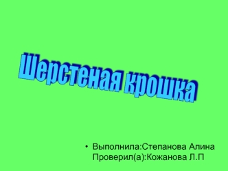 Проект Шерстяная крошка