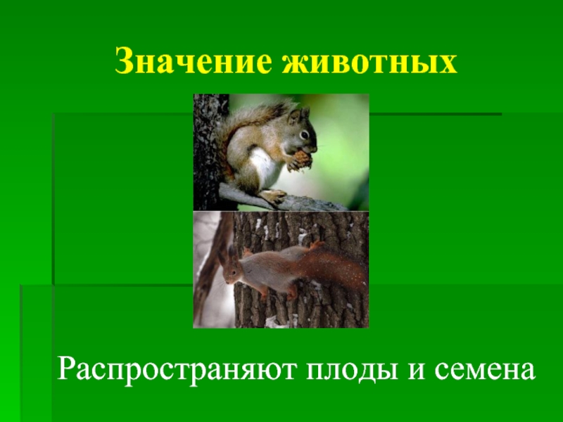 Животные в жизни человека 3 класс. Значение животных. Значение семян для животных. Экономическое значение животных. Значение животных 7 класс.