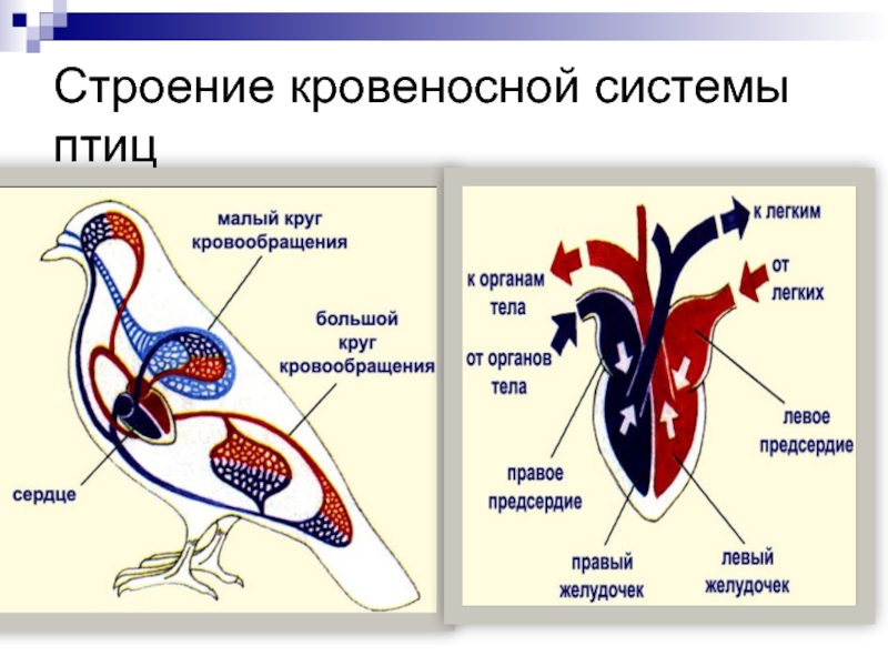 Строени екровенос системы. Строение кровеносной системы. Кровеносная система птиц. Кровеносная система кровь.