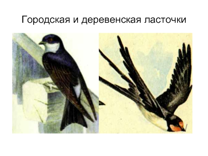 Различия ласточки. Ласточка городская и деревенская. Ласточка городская и деревенская отличия. Деревенская Ласточка. Ласточки городские и Деревенские разница.