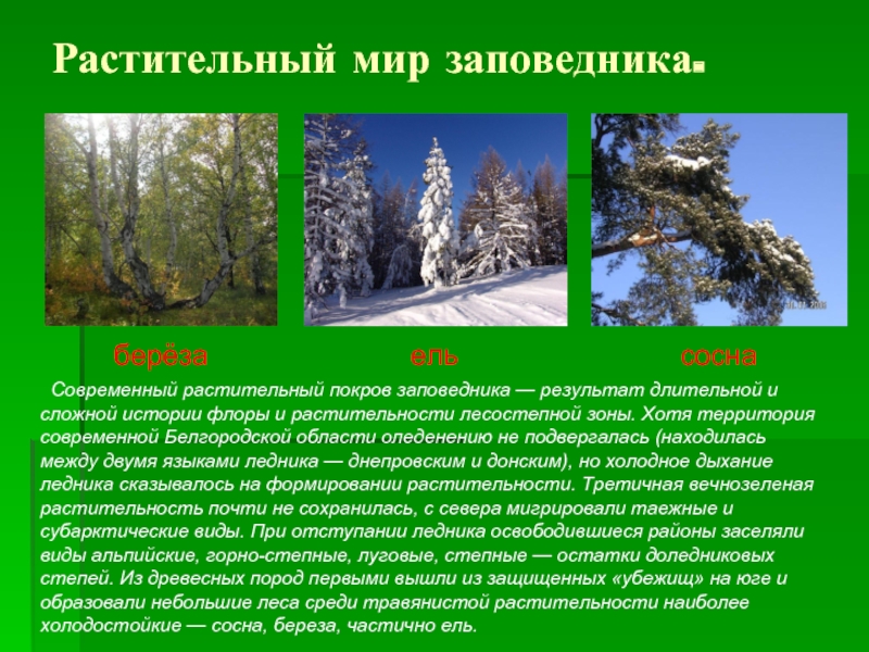 Описание типа растительности в заповеднике. Заповедник Белогорье в Белгородской области. Заповедники Белгородской области. Заповедник Белогорье животные и растения. Заповедник Белогорье сообщение.