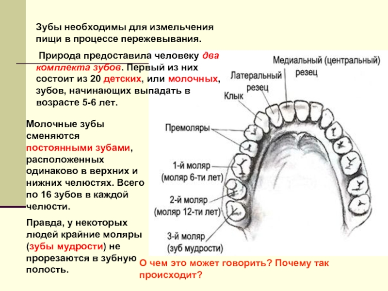 Резцы зубы у детей показать картинку