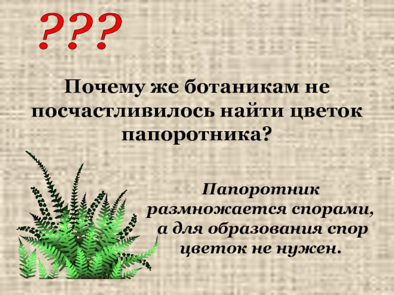 Папоротник размножается спорами. Размножение папоротника спорами. Место образования спор у папоротников. Размножение папоротниковидных.