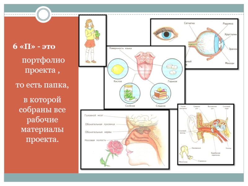 Портфолио проекта это