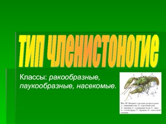 тип членистоногие
