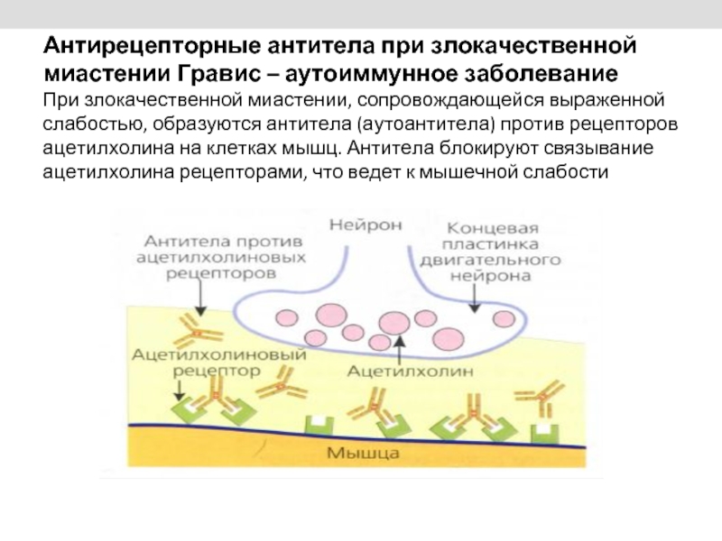 Антитела к мышцам