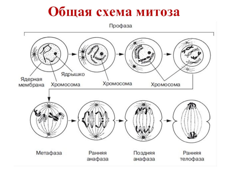 Фазы митоза с картинками