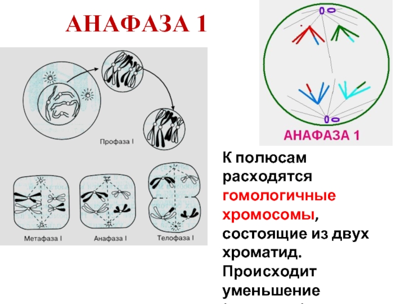 Расхождение центриолей к полюсам клетки фаза. Анафаза 1. Расхождение хромосом к полюсам. Расхождение хроматид к полюсам клетки происходит в. Гомологичные хромосомы расходятся к полюсам клетки в.