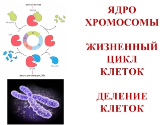 Ядро хромосомы. Жизненный цикл клеток. Деление клеток