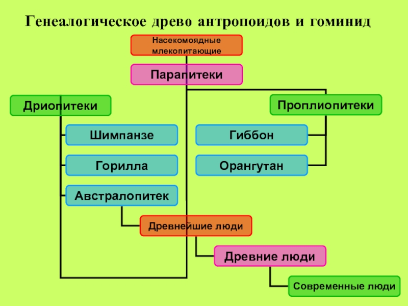 Схема эволюции гоминид