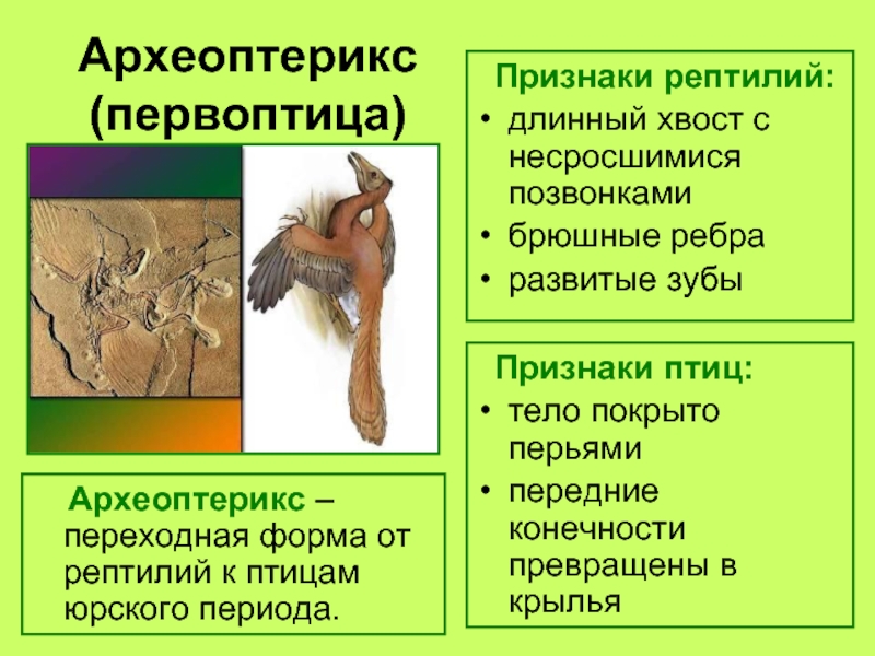 Главные черты отличия птиц от пресмыкающихся. Протоавис и Археоптерикс. Археоптерикс переходная. Переходные формы Археоптерикс. Задние конечности археоптерикса.