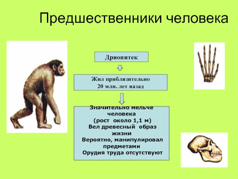 Дриопитек презентация по биологии