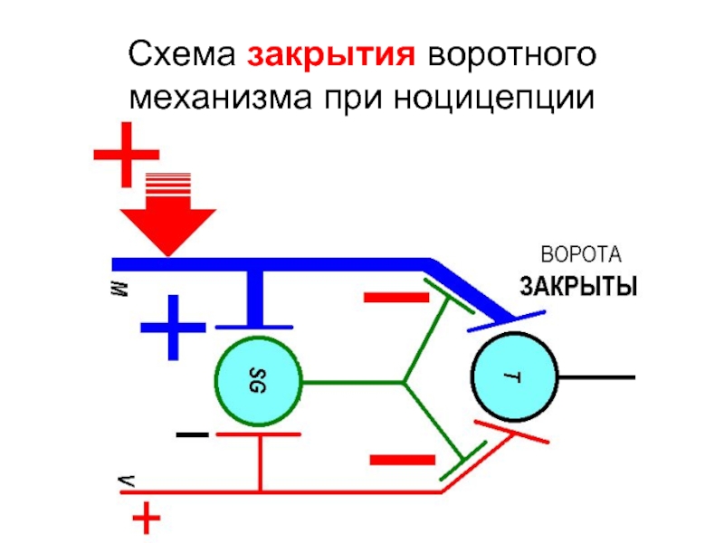 Теория воротного контроля формирования болевого ощущения презентация