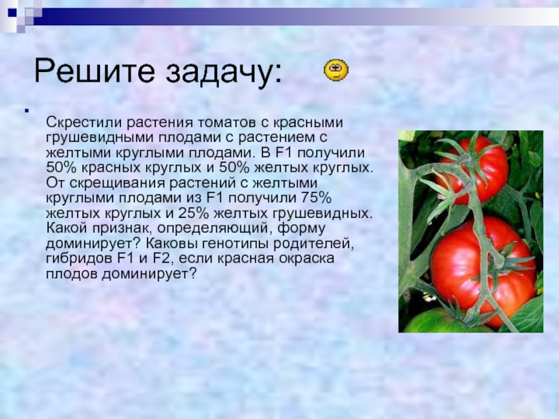 Решите задачу:  Скрестили растения томатов с красными грушевидными плодами с растением