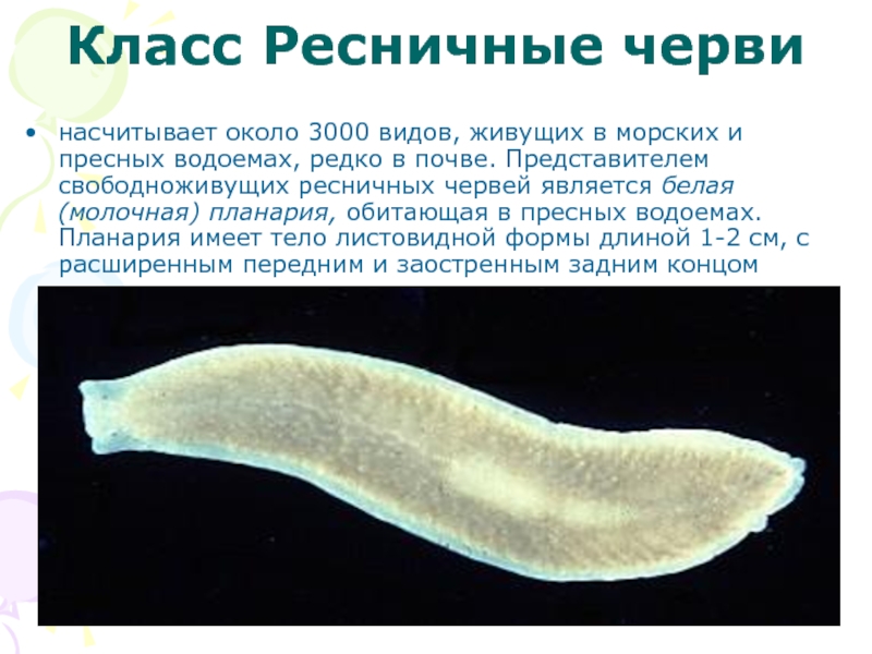 К группе плоских червей относится. Червь планария. Ресничные черви молочная планария. Морские Ресничные плоские черви. Червь белая планария.