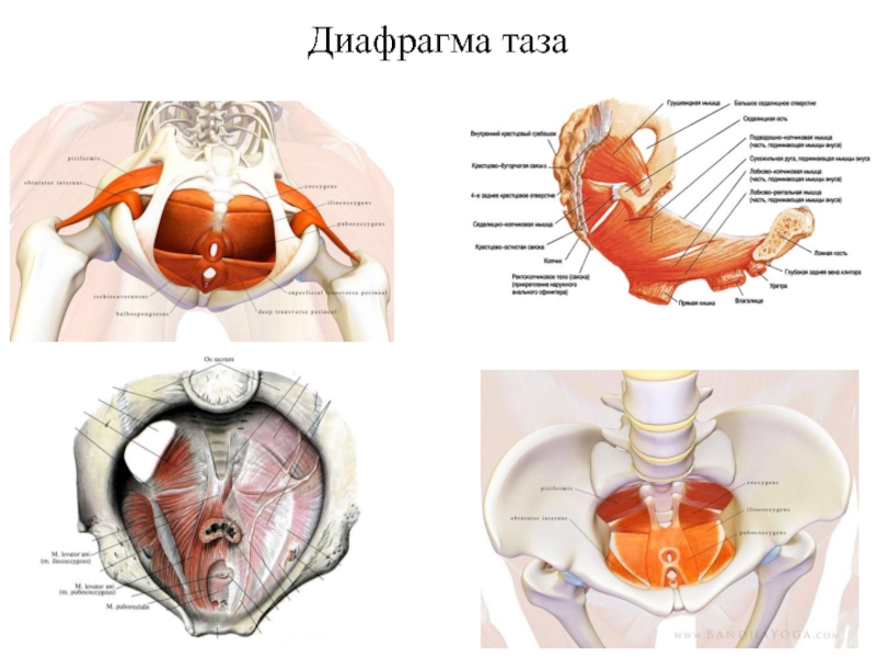 Мышцы таза у женщин фото