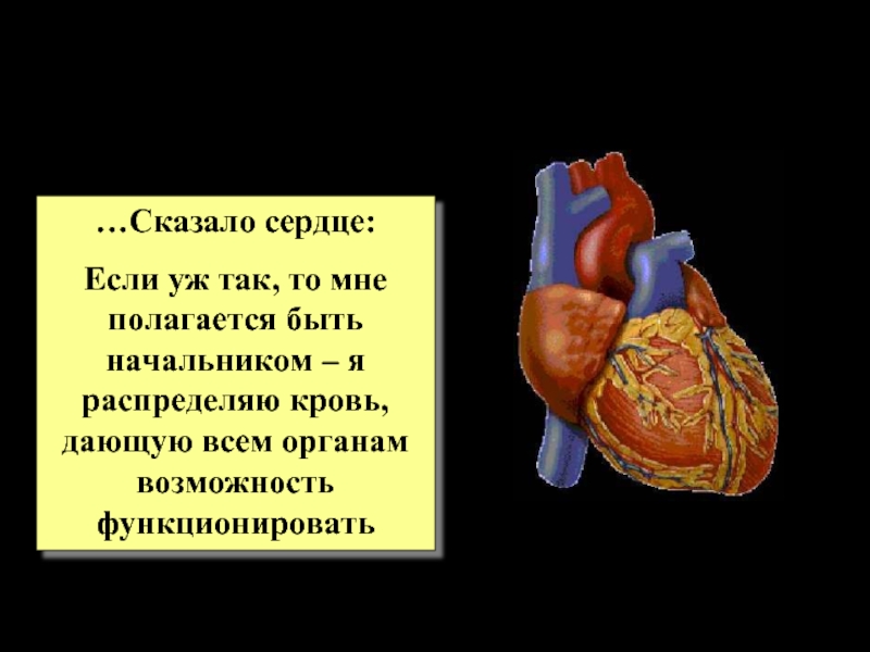 Говорящее сердце. Рассказать про сердце. Во время сотворения мира собрались внутренние органы. Лицитарское сердце. Если. Как сердце распределяет кровь.