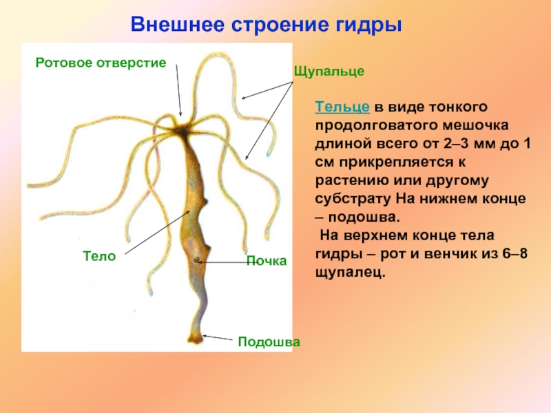 Особенности строения гидры. Внешнее строение пресноводной гидры. Внешнее строение кишечнополостных 7 класс. Ротовое отверстие гидры. Основные части тела гидры.